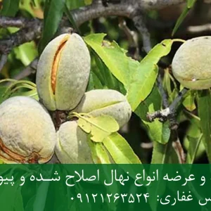 نهال بادام کاغذی پایه رویشی + پوسته نازک، ریشه قوی و باردهی بالا
