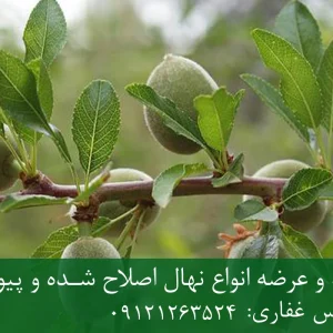 نهال بادام کاغذی پایه میروبالان + نهال اصلاح شده و شناسنامه دار