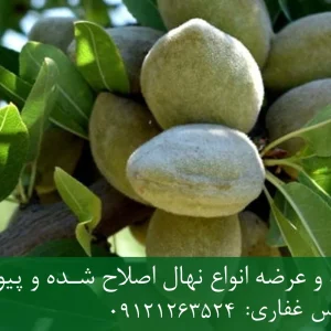 نهال بادام یلدا پایه جی اف + نهال اصلاح شده و شناسنامه دار
