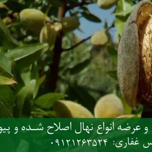 نهال بادام یلدا پایه جی ان + نهال اصلاح شده و شناسنامه دار