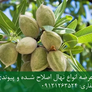نهال بادام یلدا پایه رویشی + نهال اصلاح‌شده و شناسنامه‌دار