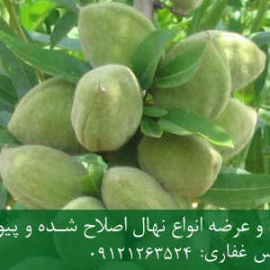 نهال بادام یلدا پایه میروبالان + مناسب احداث باغ تجاری