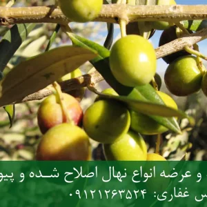 نهال زیتون آربیکن پایه رویشی + مناسب احداث باغ متراکم