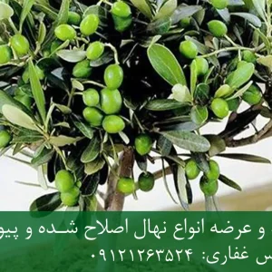 نهال زیتون تخم‌کبکی پایه رویشی + نهال اصلاح‌شده و شناسنامه‌دار