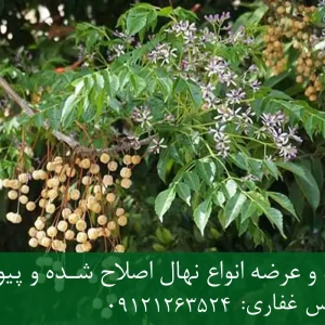 نهال زیتون تلخ پایه رویشی + مناسب فضای سبز و محوطه‌سازی