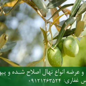 نهال زیتون روغنی پایه رویشی + بهترین انتخاب برای تولید روغن زیتون باکیفیت