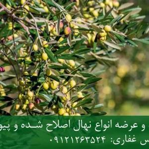 نهال زیتون زرد پایه رویشی + نهال اصلاح‌شده و شناسنامه‌دار