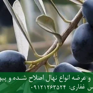 نهال زیتون سیاه پایه رویشی + نهال اصلاح‌شده و شناسنامه‌دار