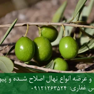 نهال زیتون فیشمی پایه رویشی + نهال اصلاح‌شده و شناسنامه‌دار