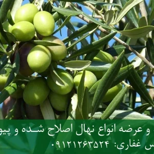 نهال زیتون مانزالینا پایه رویشی + مناسب احداث باغ تجاری