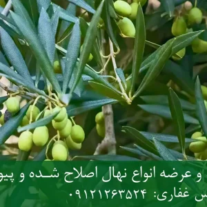 نهال زیتون میشن پایه رویشی + مناسب احداث باغ تجاری