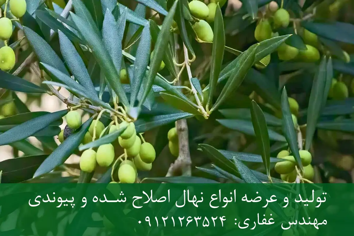 نهال زیتون میشن پایه رویشی + مناسب احداث باغ تجاری نهال زیتون میشن پایه رویشی + مناسب احداث باغ تجاری