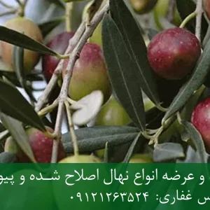 نهال زیتون نر پایه رویشی + نهال اصلاح‌شده و شناسنامه‌دار