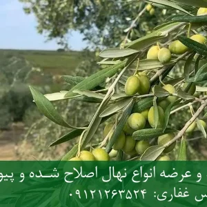 نهال زیتون کرونایکی پایه رویشی + نهال اصلاح‌شده و شناسنامه‌دار