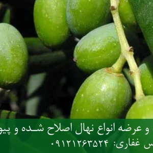 نهال زیتون کنسروالیا پایه رویشی + نهال اصلاح‌شده و شناسنامه‌دار