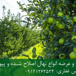 نهال سیب ترش پایه M106 + مناسب احداث باغ نیمه‌متراکم و اقتصادی