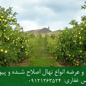 نهال سیب ترش پایه M27 + مناسب احداث باغ فوق متراکم و اقتصادی