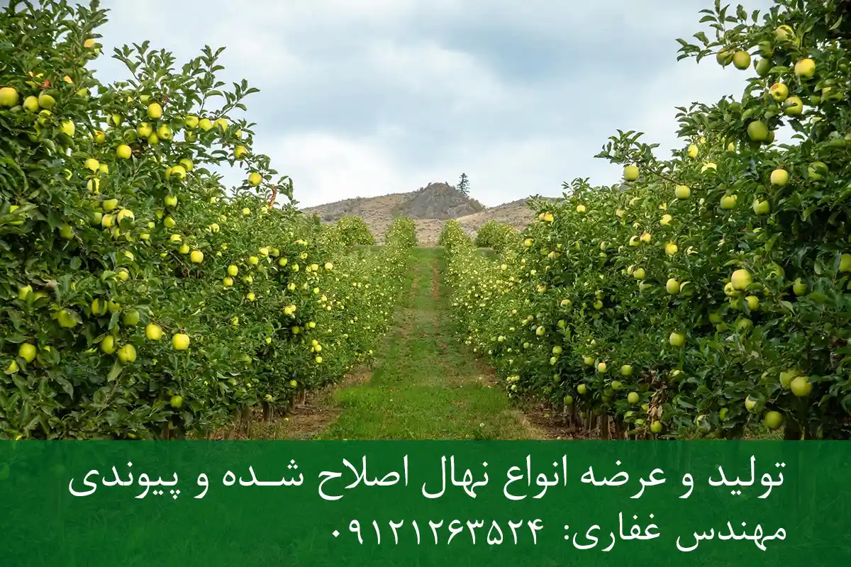 نهال سیب ترش پایه M27 + مناسب احداث باغ فوق متراکم و اقتصادی نهال سیب ترش پایه M27 + مناسب احداث باغ فوق متراکم و اقتصادی