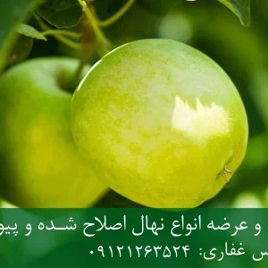 نهال سیب ترش پایه M9 + مناسب احداث باغ فوق متراکم و اقتصادی