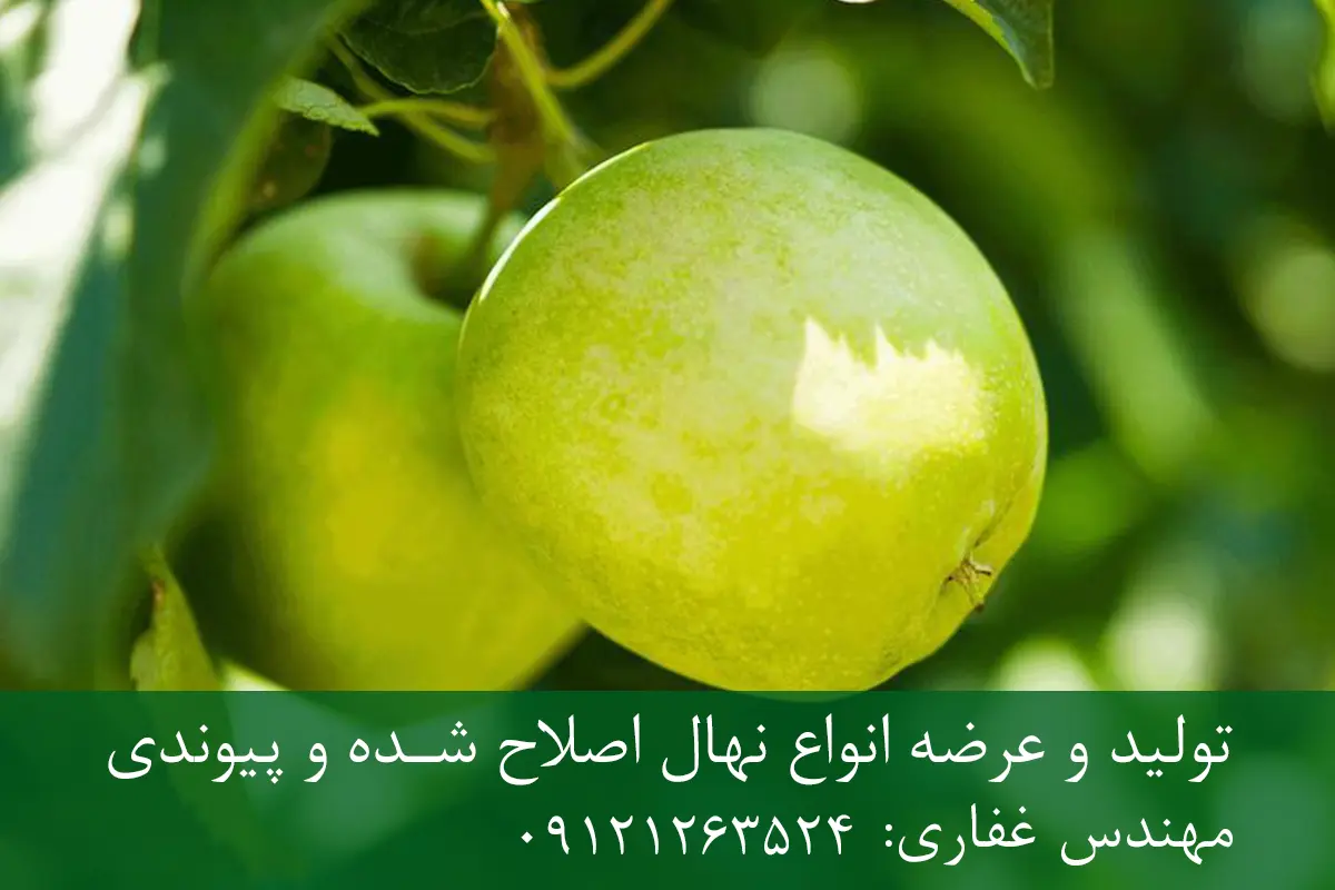 نهال سیب ترش پایه M9 + مناسب احداث باغ فوق متراکم و اقتصادی نهال سیب ترش پایه M9 + مناسب احداث باغ فوق متراکم و اقتصادی