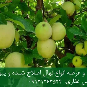 نهال سیب ترش پایه رویشی + مناسب احداث باغ تجاری