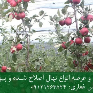 نهال سیب توسرخ پایه M106 + تولید نهال سالم با پایه رویشی استاندارد