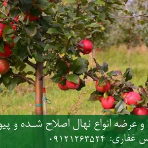نهال سیب توسرخ پایه M111 + نهال شناسنامه‌دار و اصلاح شده