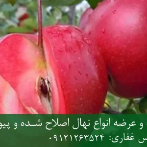 نهال سیب توسرخ پایه M27 + نهال شناسنامه‌دار و اصلاح شده