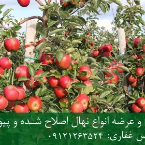 نهال سیب توسرخ پایه M7 + نهال شناسنامه‌دار و اصلاح شده