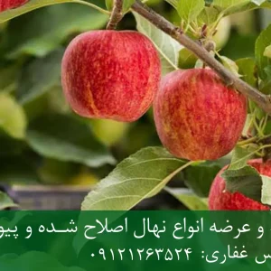 نهال سیب توسرخ پایه رویشی + مناسب احداث باغ تجاری