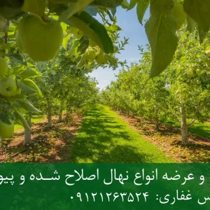 نهال سیب سبز فرانسه پایه M106 + نهال شناسنامه‌دار و اصلاح شده