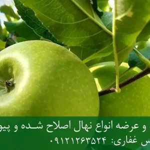 نهال سیب سبز فرانسه پایه M111 + تولید نهال سالم با پایه رویشی استاندارد