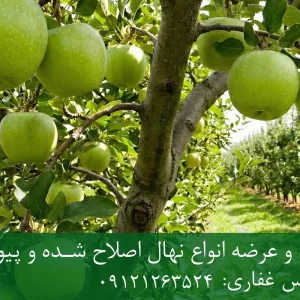 نهال سیب سبز فرانسه پایه M27 + مناسب احداث باغ فوق متراکم و اقتصادی
