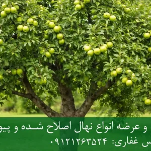 نهال سیب سبز فرانسه پایه M7 + مناسب احداث باغ نیمه‌متراکم و اقتصادی