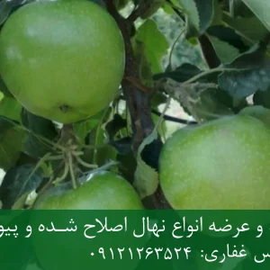 نهال سیب سبز فرانسه پایه رویشی + نهال اصلاح‌شده و شناسنامه‌دار