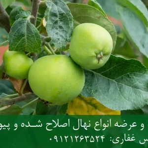 نهال سیب سبز پایه M106 + تولید نهال سالم با پایه رویشی استاندارد