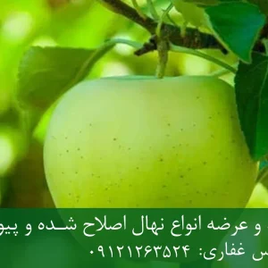 نهال سیب سبز پایه M111 + تولید نهال سالم با پایه رویشی استاندارد