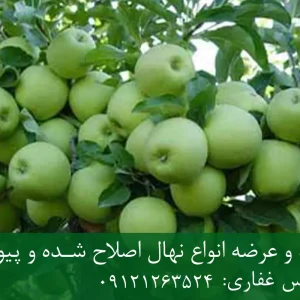 نهال سیب سبز پایه M7 + مناسب احداث باغ نیمه‌متراکم و اقتصادی