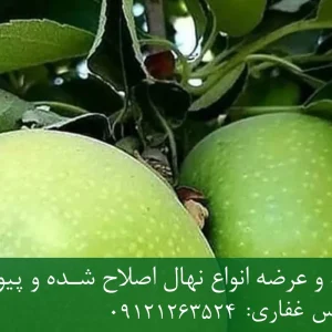 نهال سیب سبز پایه M9 + مناسب احداث باغ فوق متراکم و اقتصادی