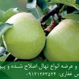 نهال سیب سبز پایه رویشی + مناسب احداث باغ تجاری