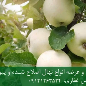 نهال سیب سفید پایه M111 + نهال شناسنامه‌دار و اصلاح شده