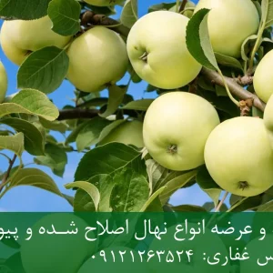 نهال سیب سفید پایه M27 + مناسب احداث باغ فوق متراکم