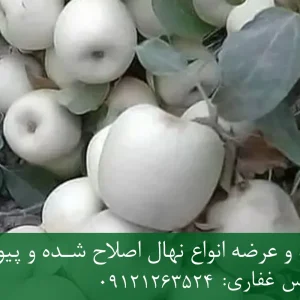 نهال سیب سفید پایه M7 + ریشه سالم، رشد نیمه‌پاکوتاه و باردهی بالا