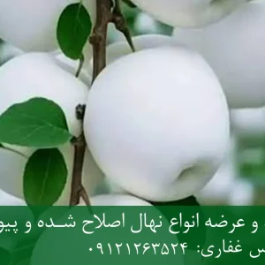 نهال سیب سفید پایه M9 + نهال شناسنامه‌دار و اصلاح شده