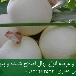 نهال سیب سفید پایه رویشی + نهال اصلاح‌شده و شناسنامه‌دار