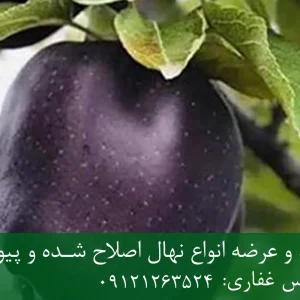 نهال سیب سیاه پایه M106 + مناسب احداث باغ تجاری