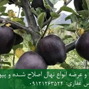 نهال سیب سیاه پایه M111 + مناسب احداث باغ تجاری