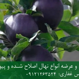 نهال سیب سیاه پایه M27 + رشد پاکوتاه، باردهی زودرس و عملکرد بالا
