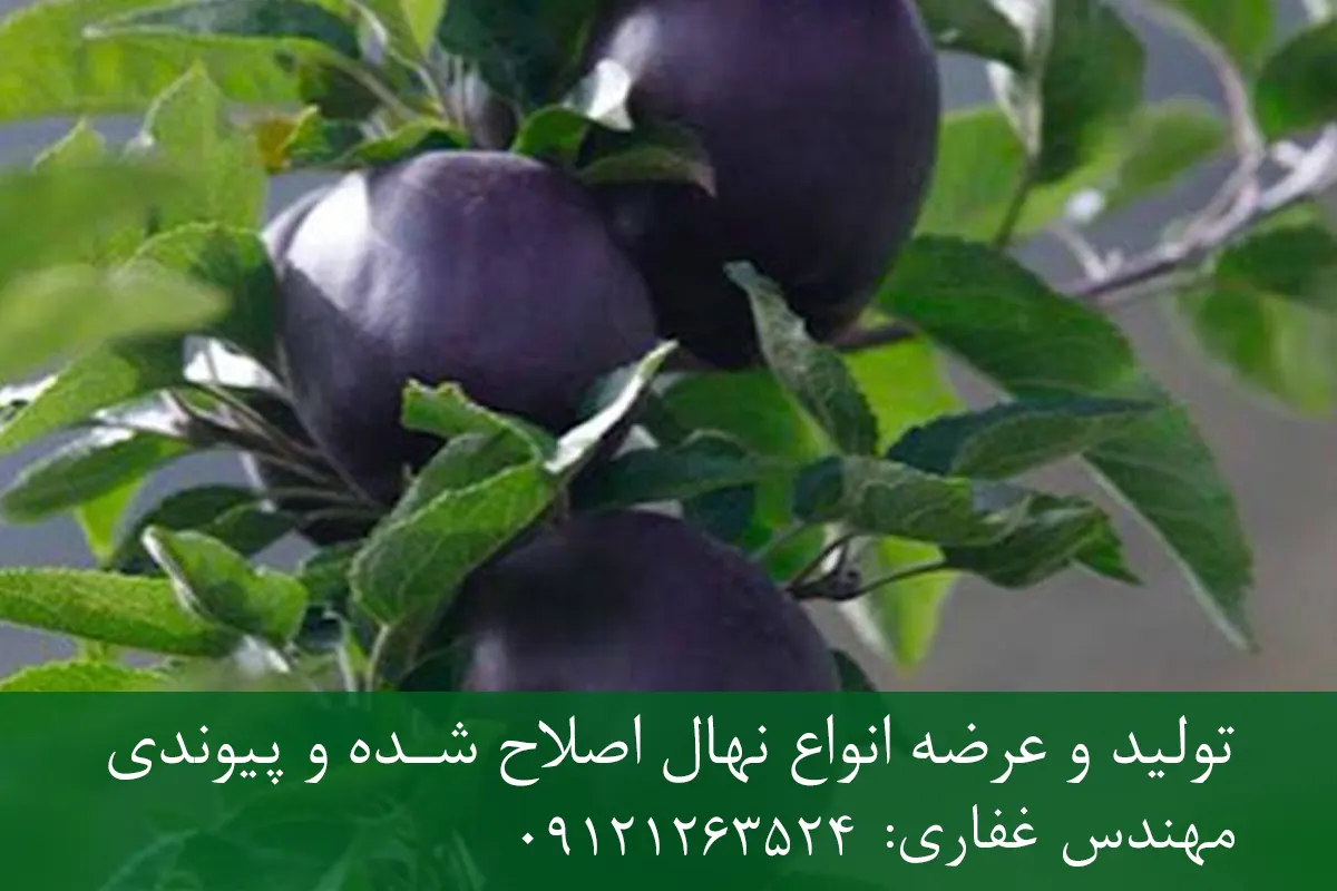 نهال سیب سیاه پایه M27 + رشد پاکوتاه، باردهی زودرس و عملکرد بالا نهال سیب سیاه پایه M27 + رشد پاکوتاه، باردهی زودرس و عملکرد بالا