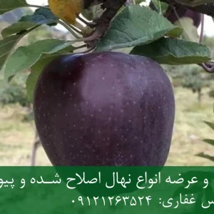 نهال سیب سیاه پایه M7 | مناسب احداث باغ‌های تجاری و نیمه‌متراکم